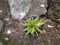 /album/fotogalerie-nabidka/rhodohypoxis-parvula-jpg/